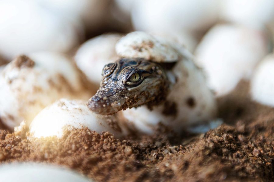 Gator hatching from egg in dirt