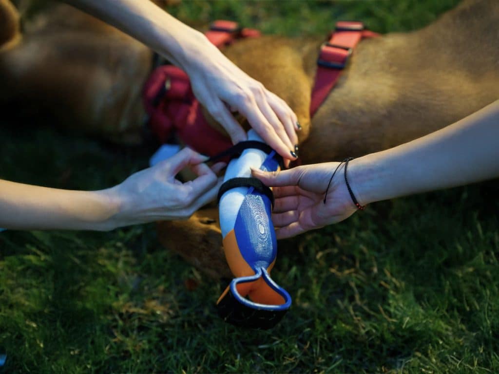 Hands applying a prosthetic to a dog's leg. 